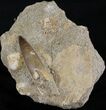 Fossil Plesiosaur Tooth In Matrix #25223-1